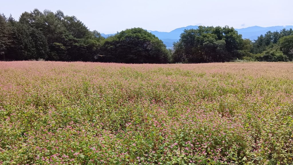 赤そばの里に一面に咲く赤そばの花