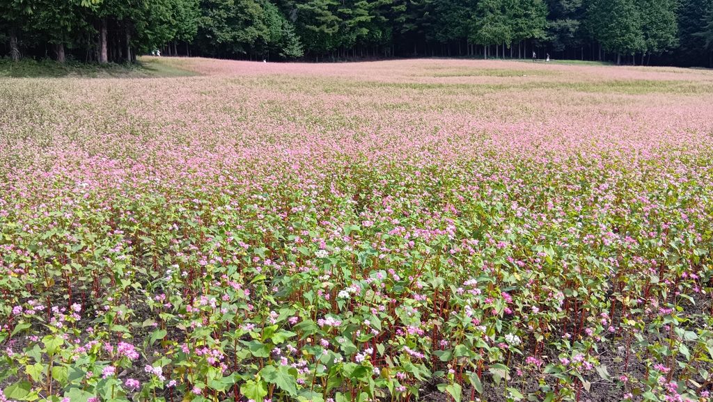 赤そばの花畑に咲いていた白い花