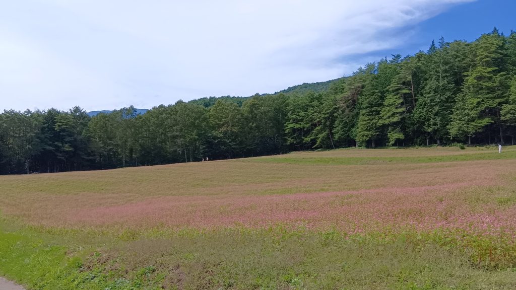 赤そばの里に広がる赤そば畑