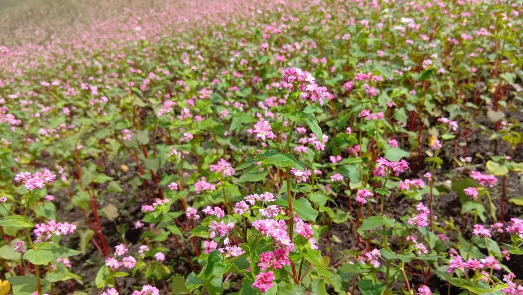2026年9月19日の赤そばの花のアップ