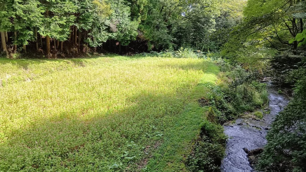 赤そばの里へ向かう道沿いの沢と赤そばの花