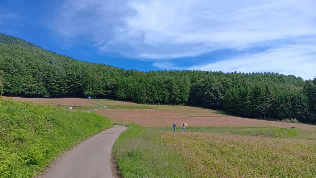 赤そばの里に広がる赤そば畑