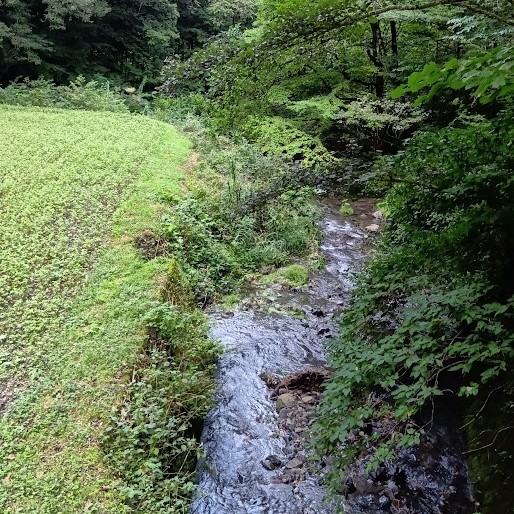 赤そばの里へ行く途中の沢とそばの花