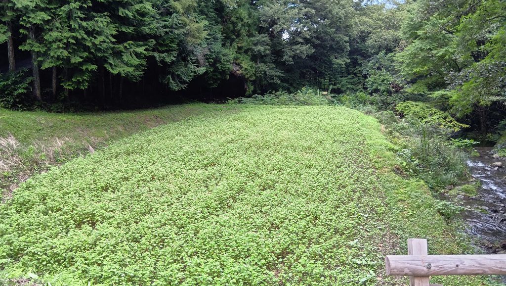 赤そばの里へ行く途中の沢とそばの花